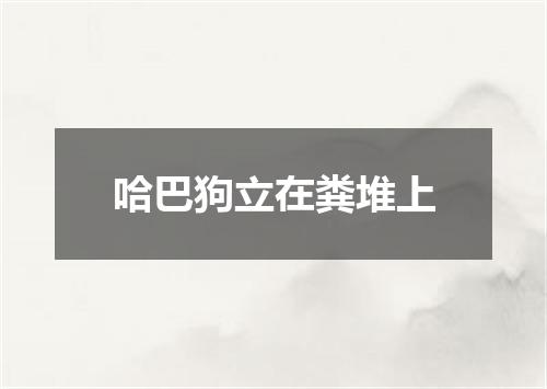 哈巴狗立在粪堆上