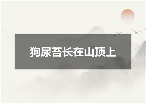 狗尿苔长在山顶上