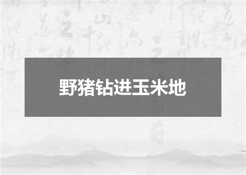 野猪钻进玉米地