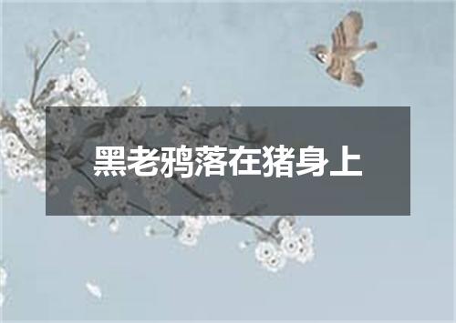黑老鸦落在猪身上