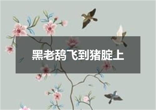 黑老鸹飞到猪腚上