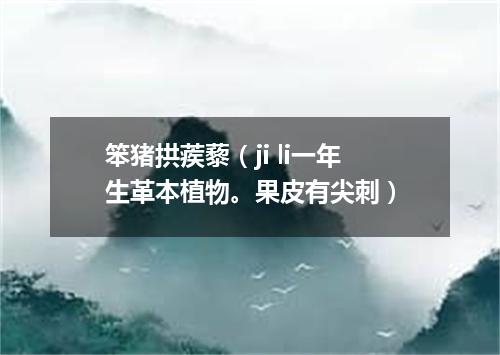 笨猪拱蒺藜（ji li一年生革本植物。果皮有尖刺）