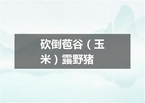 砍倒苞谷（玉米）露野猪