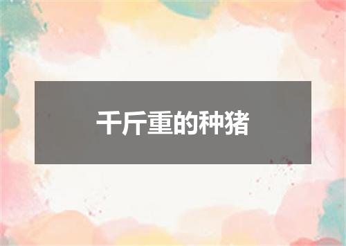 千斤重的种猪
