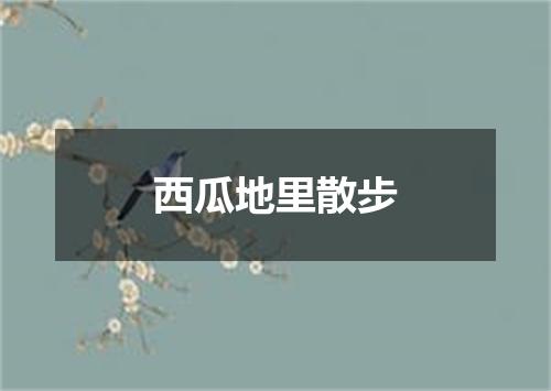 西瓜地里散步