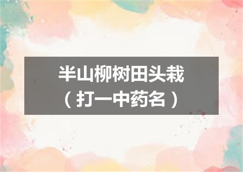 半山柳树田头栽（打一中药名）