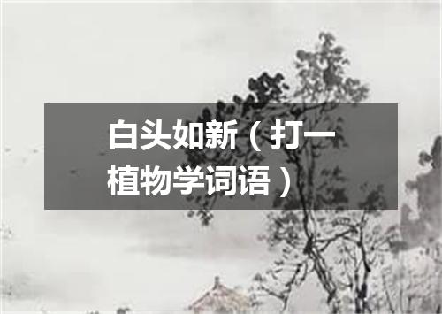 白头如新（打一植物学词语）