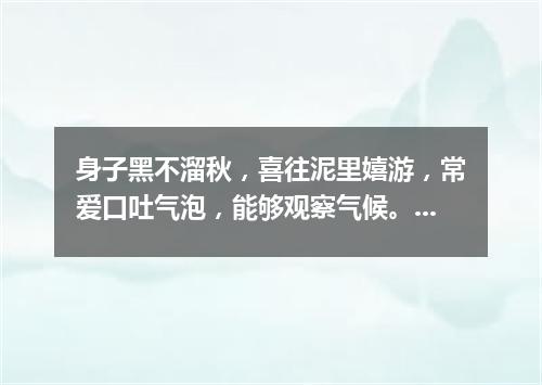 身子黑不溜秋，喜往泥里嬉游，常爱口吐气泡，能够观察气候。（打一动物）