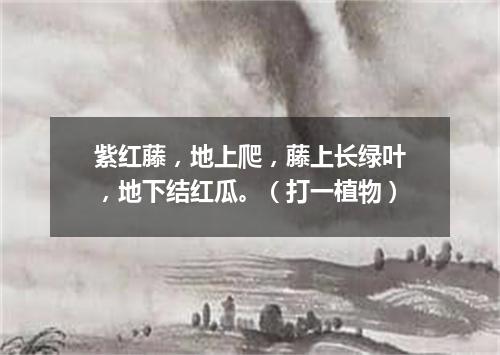 紫红藤，地上爬，藤上长绿叶，地下结红瓜。（打一植物）