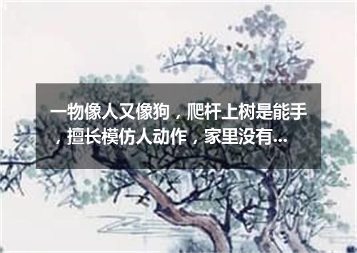 一物像人又像狗，爬杆上树是能手，擅长模仿人动作，家里没有山里有。（打一动物）