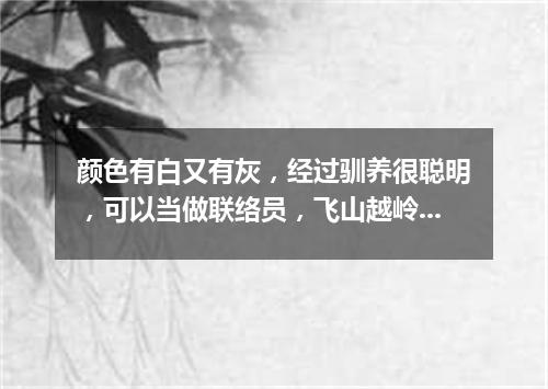 颜色有白又有灰，经过驯养很聪明，可以当做联络员，飞山越岭把信送。（打一动物）