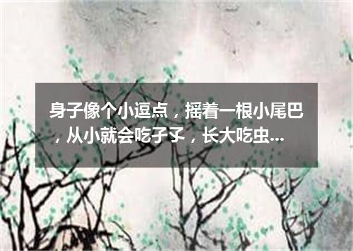 身子像个小逗点，摇着一根小尾巴，从小就会吃孑孓，长大吃虫叫哇哇。（打一动物）