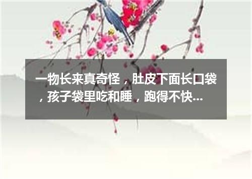 一物长来真奇怪，肚皮下面长口袋，孩子袋里吃和睡，跑得不快跳得快。（打一动物）