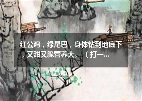 红公鸡，绿尾巴，身体钻到地底下，又甜又脆营养大。 （打一蔬菜）