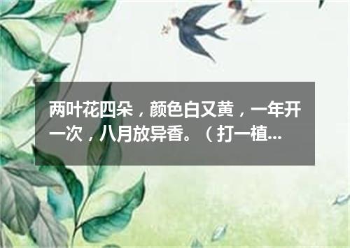 两叶花四朵，颜色白又黄，一年开一次，八月放异香。（打一植物）
