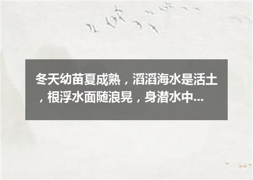 冬天幼苗夏成熟，滔滔海水是活土，根浮水面随浪晃，身潜水中漫起舞。（打一植物）