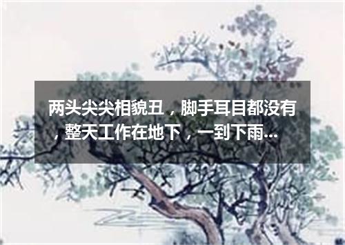 两头尖尖相貌丑，脚手耳目都没有，整天工作在地下，一到下雨才露头。（打一动物）