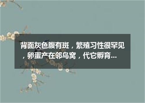 背面灰色腹有斑，繁殖习性很罕见，卵蛋产在邻鸟窝，代它孵育自消遣。（打一动物）