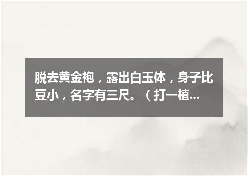 脱去黄金袍，露出白玉体，身子比豆小，名字有三尺。（打一植物）