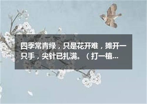 四季常青绿，只是花开难，摊开一只手，尖针已扎满。（打一植物）