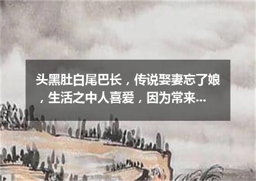 头黑肚白尾巴长，传说娶妻忘了娘，生活之中人喜爱，因为常来报吉祥。（打一动物）