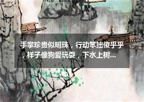 手掌珍贵似明珠，行动笨拙傻乎乎，样子像狗爱玩耍，下水上树有功夫。（打一动物）