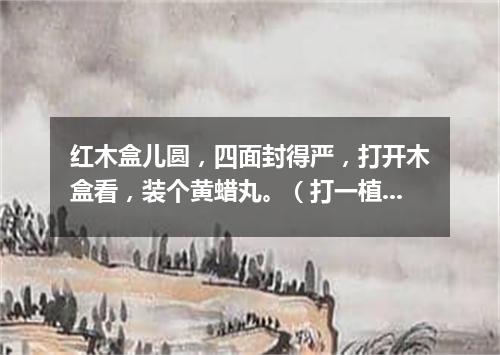 红木盒儿圆，四面封得严，打开木盒看，装个黄蜡丸。（打一植物）
