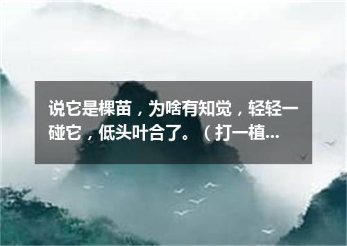 说它是棵苗，为啥有知觉，轻轻一碰它，低头叶合了。（打一植物）