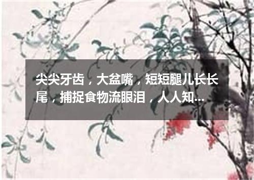 尖尖牙齿，大盆嘴，短短腿儿长长尾，捕捉食物流眼泪，人人知它假慈悲。（打一动物）