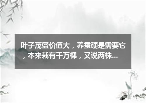 叶子茂盛价值大，养蚕硬是需要它，本来栽有千万棵，又说两株冤枉大。（打一植物）