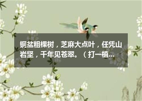 铜盆粗棵树，芝麻大点叶，任凭山岩坚，千年见苍翠。（打一植物）