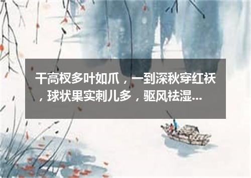 干高杈多叶如爪，一到深秋穿红袄，球状果实刺儿多，驱风祛湿有疗效。（打一植物）