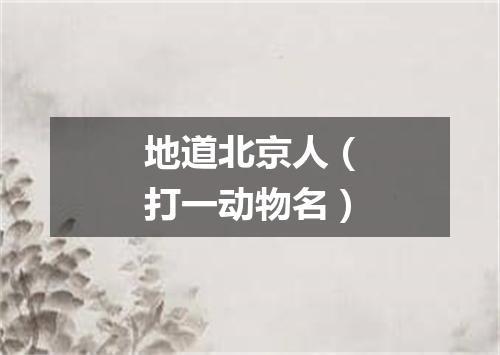 地道北京人（打一动物名）