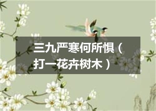 三九严寒何所惧（打一花卉树木）