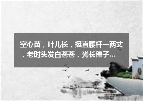 空心苗，叶儿长，挺直腰杆一两丈，老时头发白苍苍，光长穗子不打粮。（打一植物）