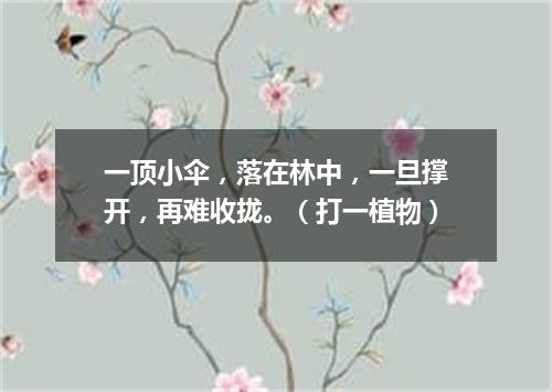 一顶小伞，落在林中，一旦撑开，再难收拢。（打一植物）
