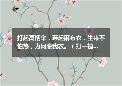 打起高柄伞，穿起麻布衣，生来不怕热，为何脱我衣。（打一植物）