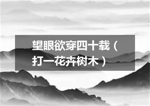 望眼欲穿四十载（打一花卉树木）
