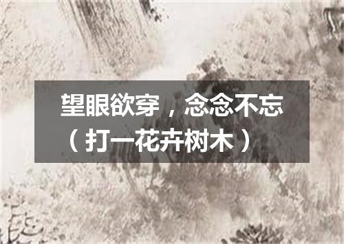 望眼欲穿，念念不忘（打一花卉树木）
