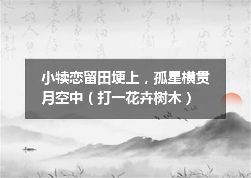 小犊恋留田埂上，孤星横贯月空中（打一花卉树木）