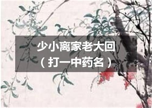 少小离家老大回（打一中药名）