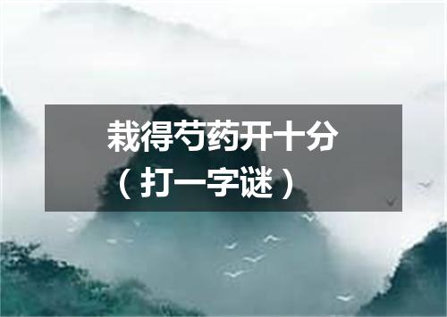 栽得芍药开十分（打一字谜）