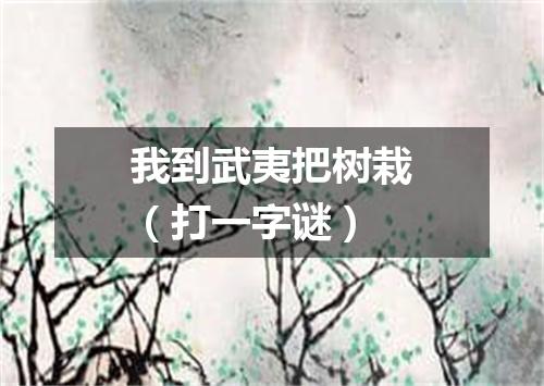 我到武夷把树栽（打一字谜）