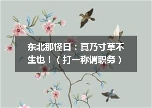 东北那怪曰：真乃寸草不生也！（打一称谓职务）