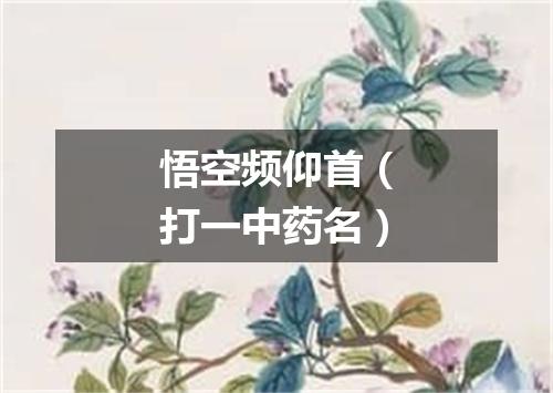 悟空频仰首（打一中药名）
