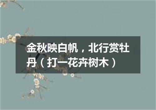 金秋映白帆，北行赏牡丹（打一花卉树木）