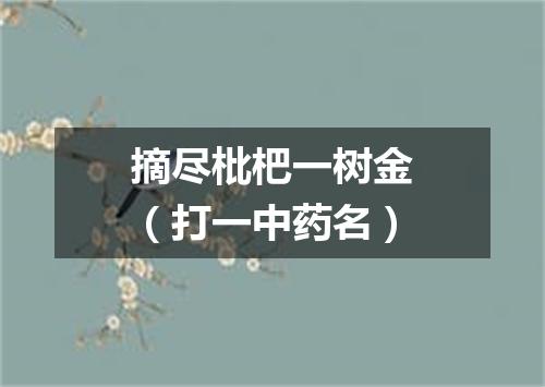 摘尽枇杷一树金（打一中药名）