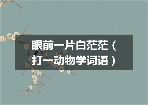 眼前一片白茫茫（打一动物学词语）